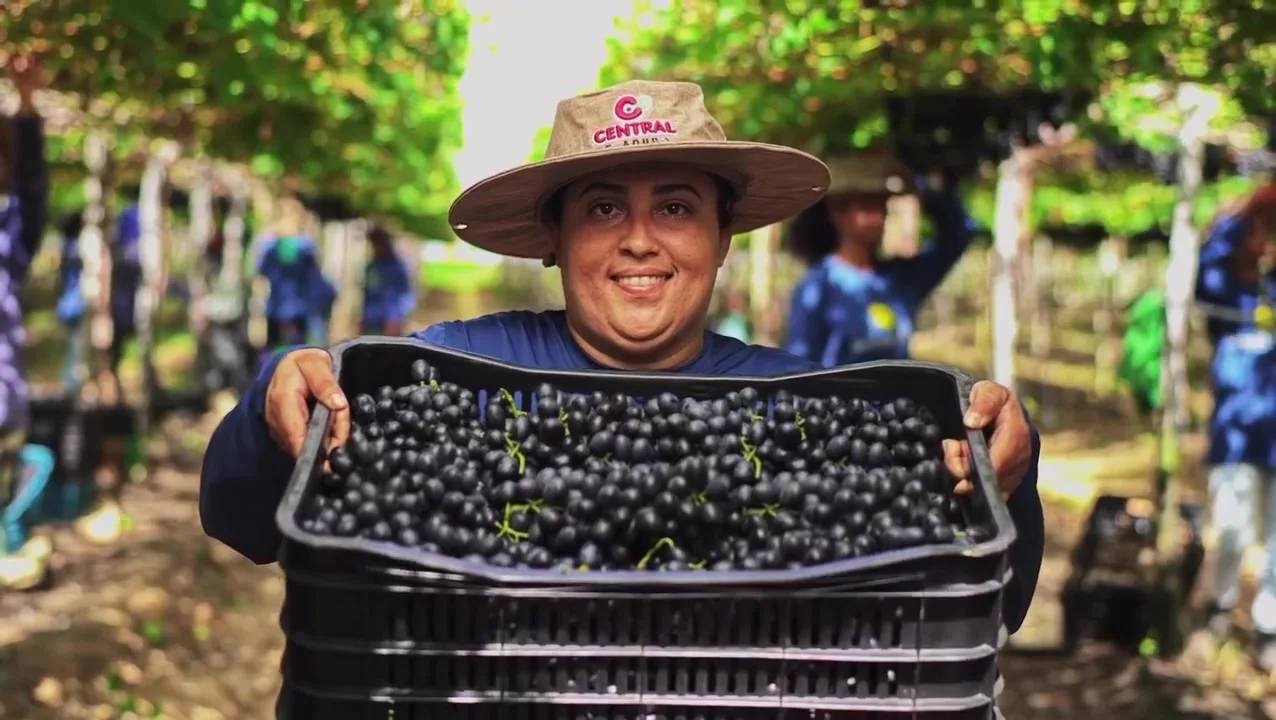 Colaborador da Fazenda Milena apresentando uma caixa de uvas colhidas