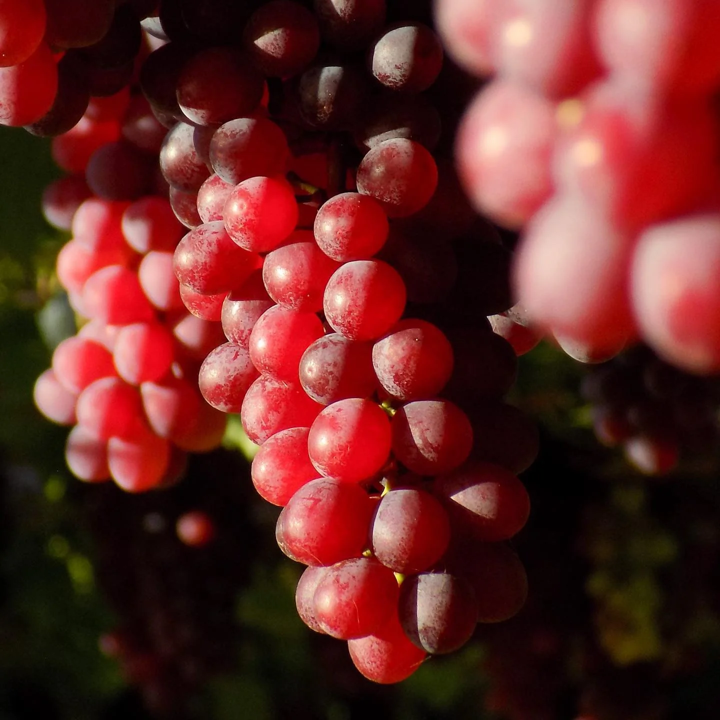 Cachos de uvas vermelhas na videira